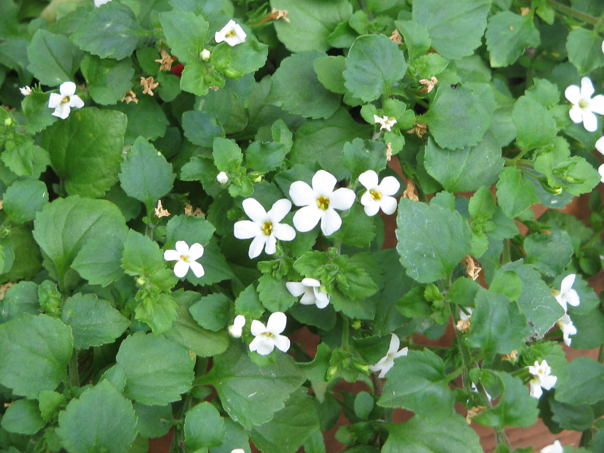 Image of Sutera cordata (Thunb.) Kuntze