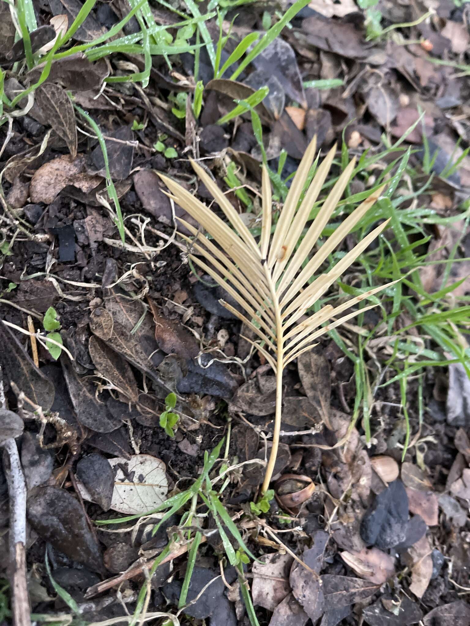 Image of Fern Palm