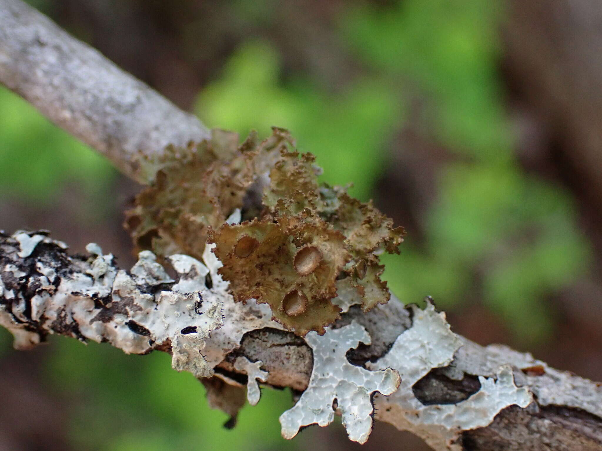 Image of <i>Tuckermanopsis platyphylla</i>