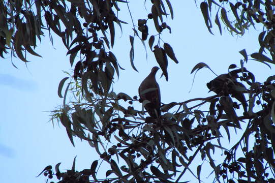 Image of Chilean Pigeon