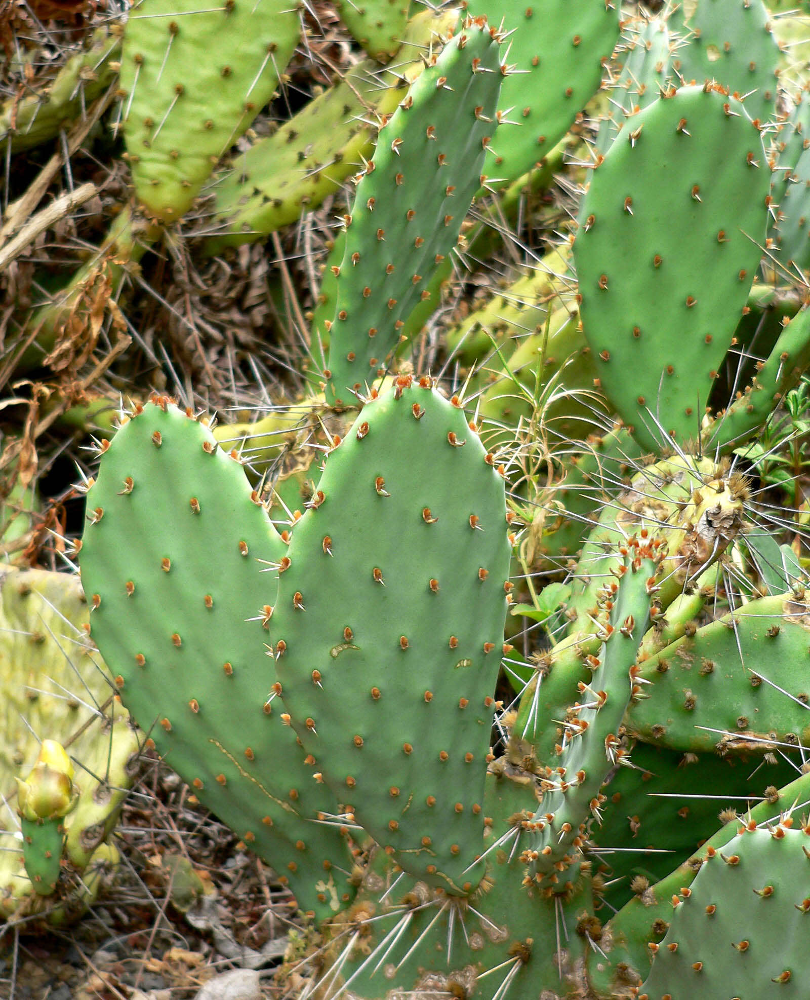 Image of Coastal Prickly-pear