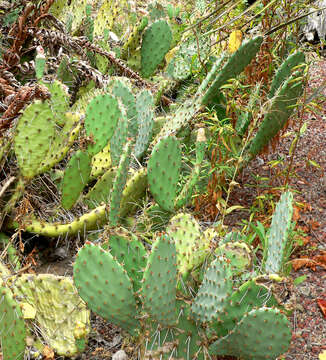 Image of Coastal Prickly-pear