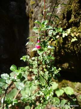 Imagem de Fuchsia microphylla Kunth