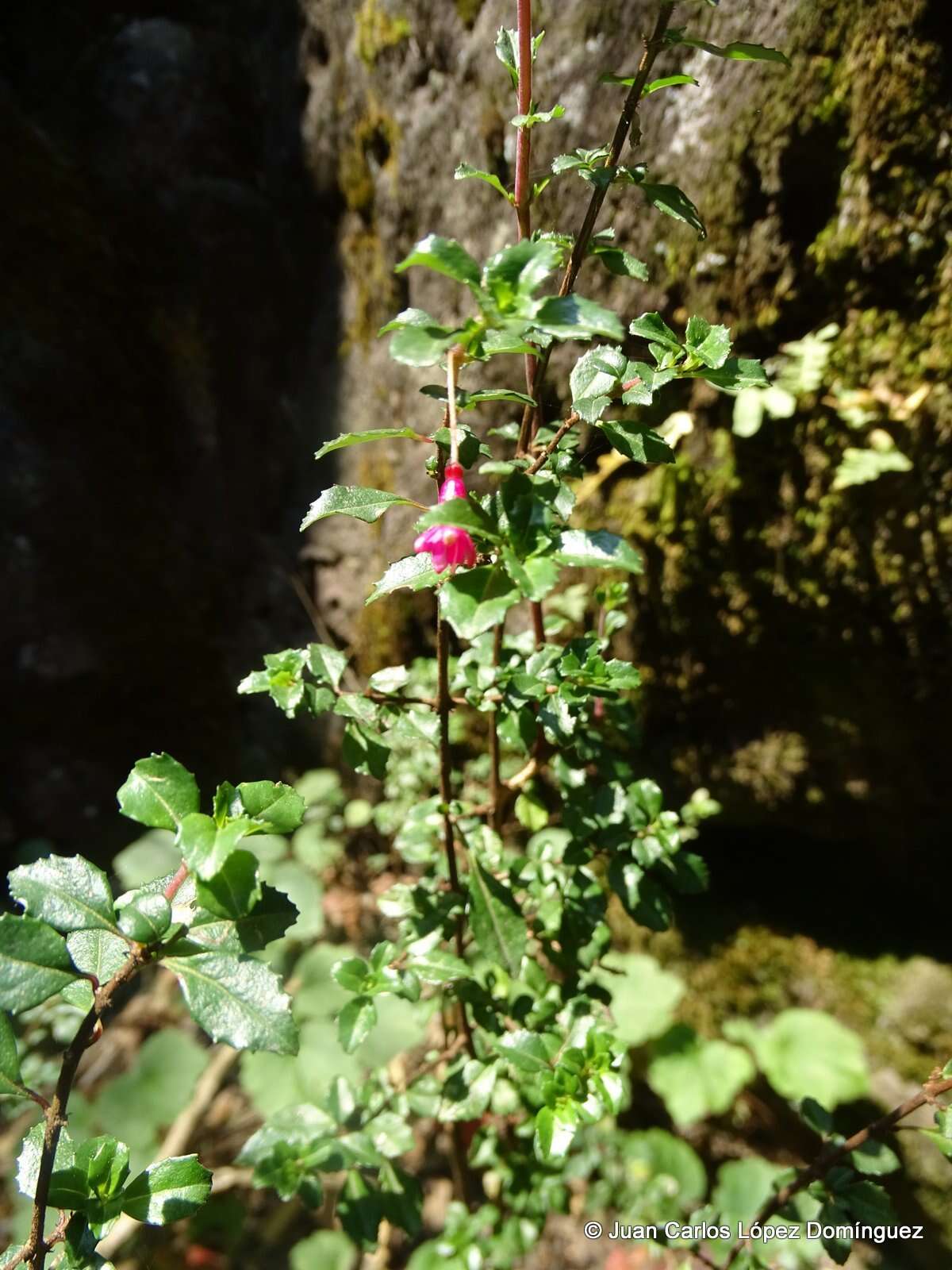 Image of Fuchsia microphylla Kunth