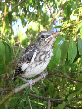 Image of Mimus Boie & F 1826