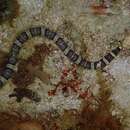 Image of Convict snake eel