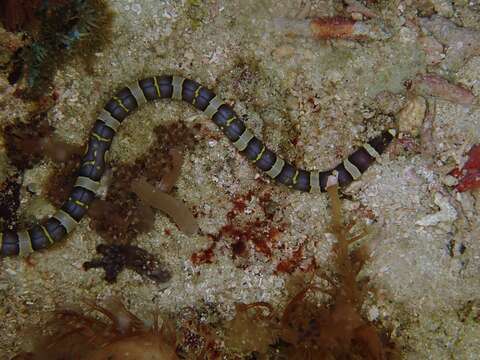 Image of Convict snake eel