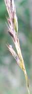 Image of Ergot