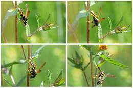 Image of European Paper Wasp