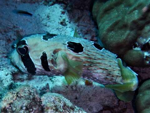 Image of Black-blotched porcupinefish