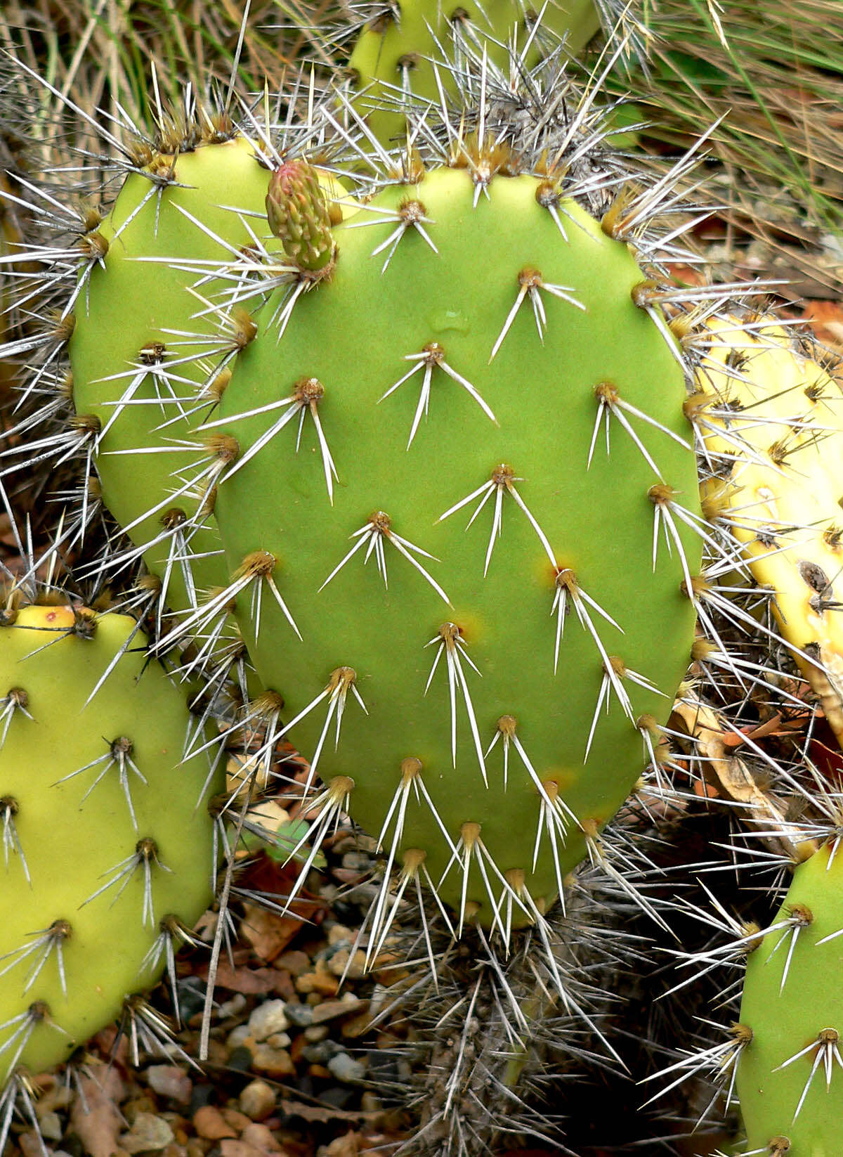 Image of Coastal Prickly-pear