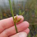 Image of Torrey's bulrush