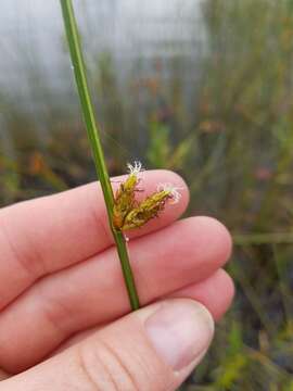 Image of Torrey's bulrush