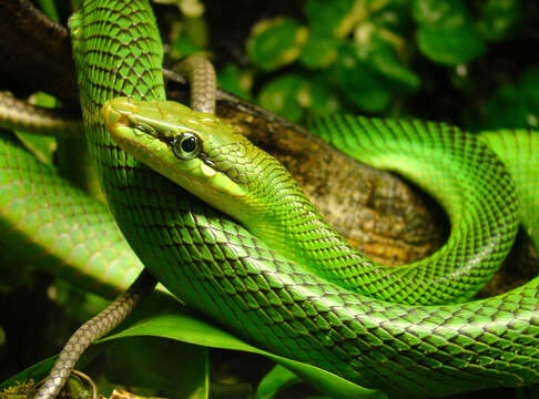 Plancia ëd Gonyosoma oxycephalum (F. Boie 1827)