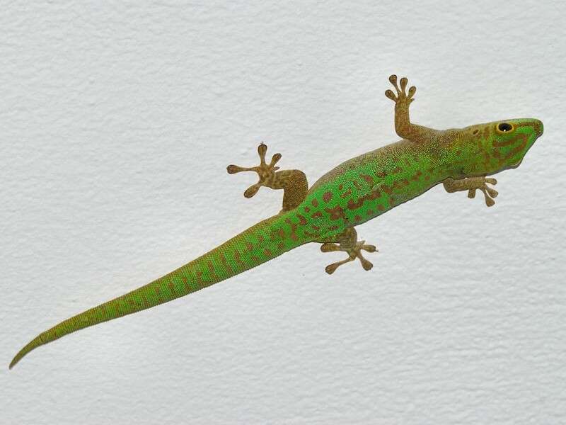 Слика од Phelsuma sundbergi longinsulae Rendahl 1939