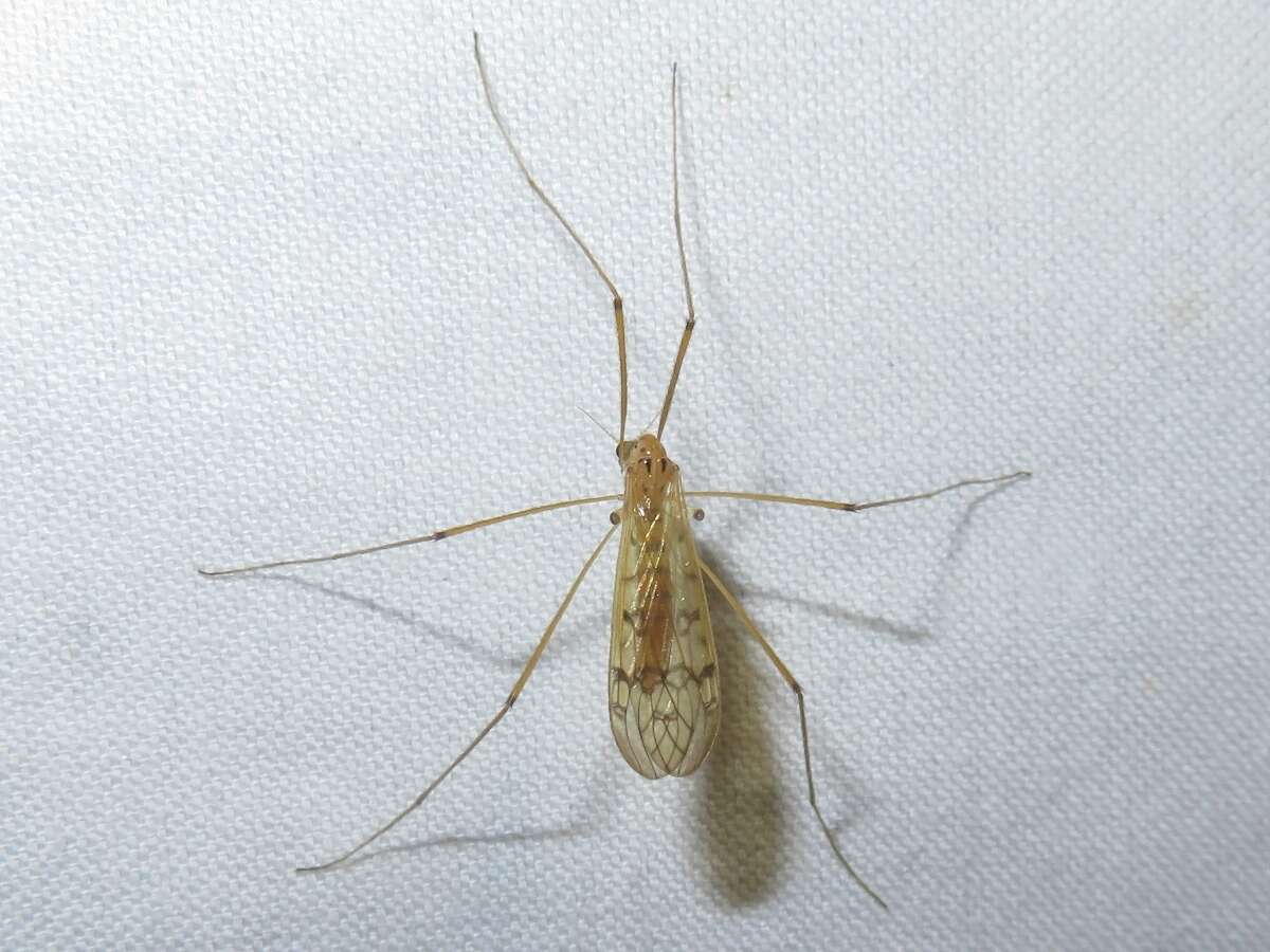 Image of <i>Limonia triocellata</i>