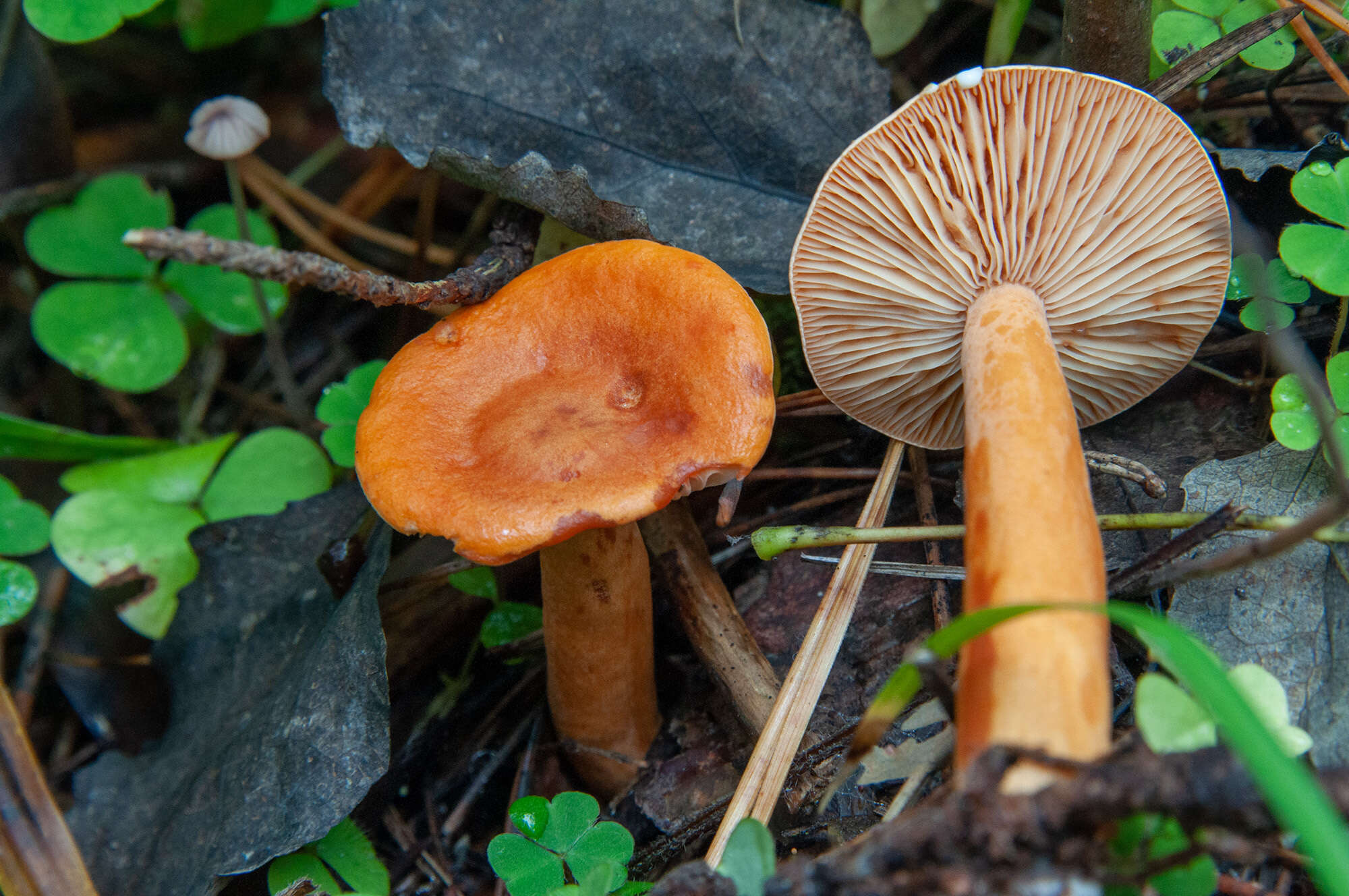 Слика од Lactarius aurantiacus (Pers.) Gray 1821