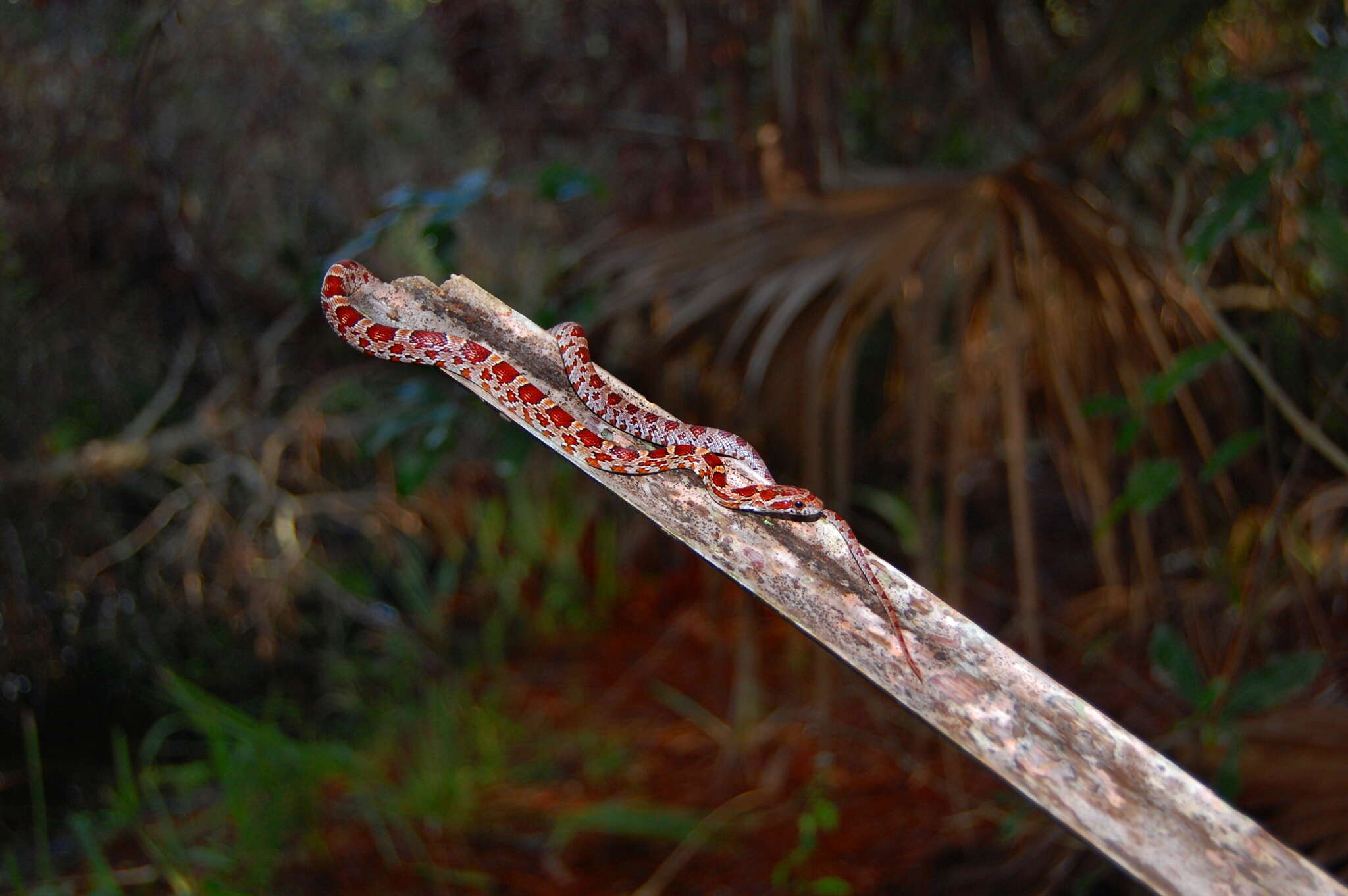 Image of Corn Snake