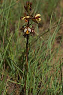 Image de Eulophia tenella Rchb. fil.