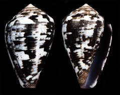 صورة Conus ardisiaceus Kiener 1850