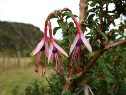 Fuchsia magellanica Lam. resmi