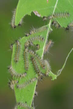 Image of Milkweed Tussock Moth