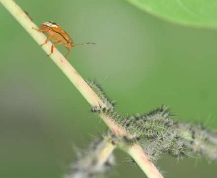 Image of Milkweed Tussock Moth