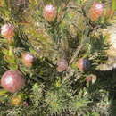 Image of Leucadendron uliginosum subsp. uliginosum
