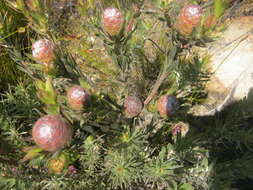 Image of Leucadendron uliginosum subsp. uliginosum