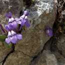 Image of Italian Toadflax