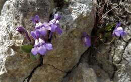 Image de Cymbalaria pallida (Ten.) Wettst.