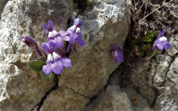 Image of Cymbalaria pallida (Ten.) Wettst.