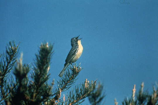 Image of Kirtland's Warbler