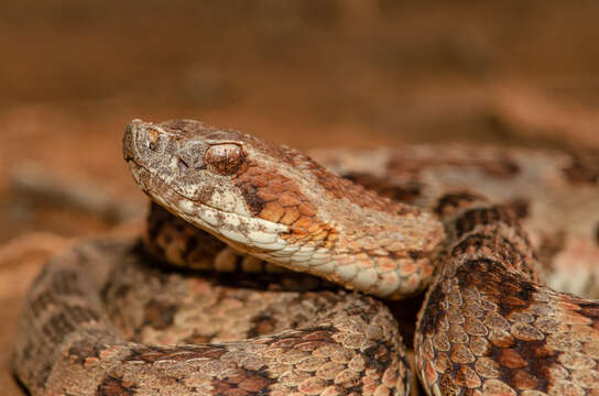 Image of Caatinga Lancehead