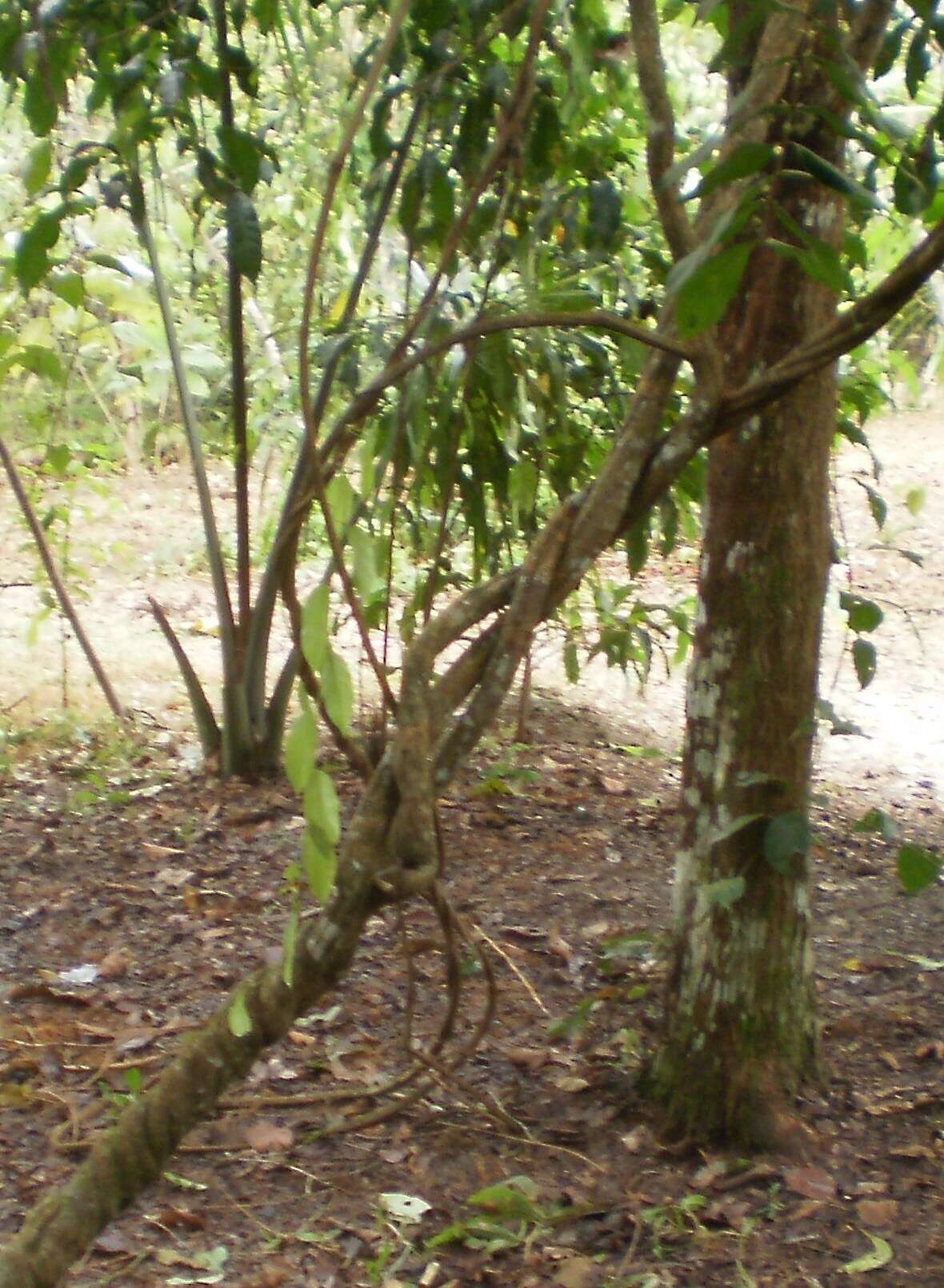 Image of ayahuasca