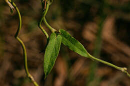 Image of Cynanchum schistoglossum Schltr.