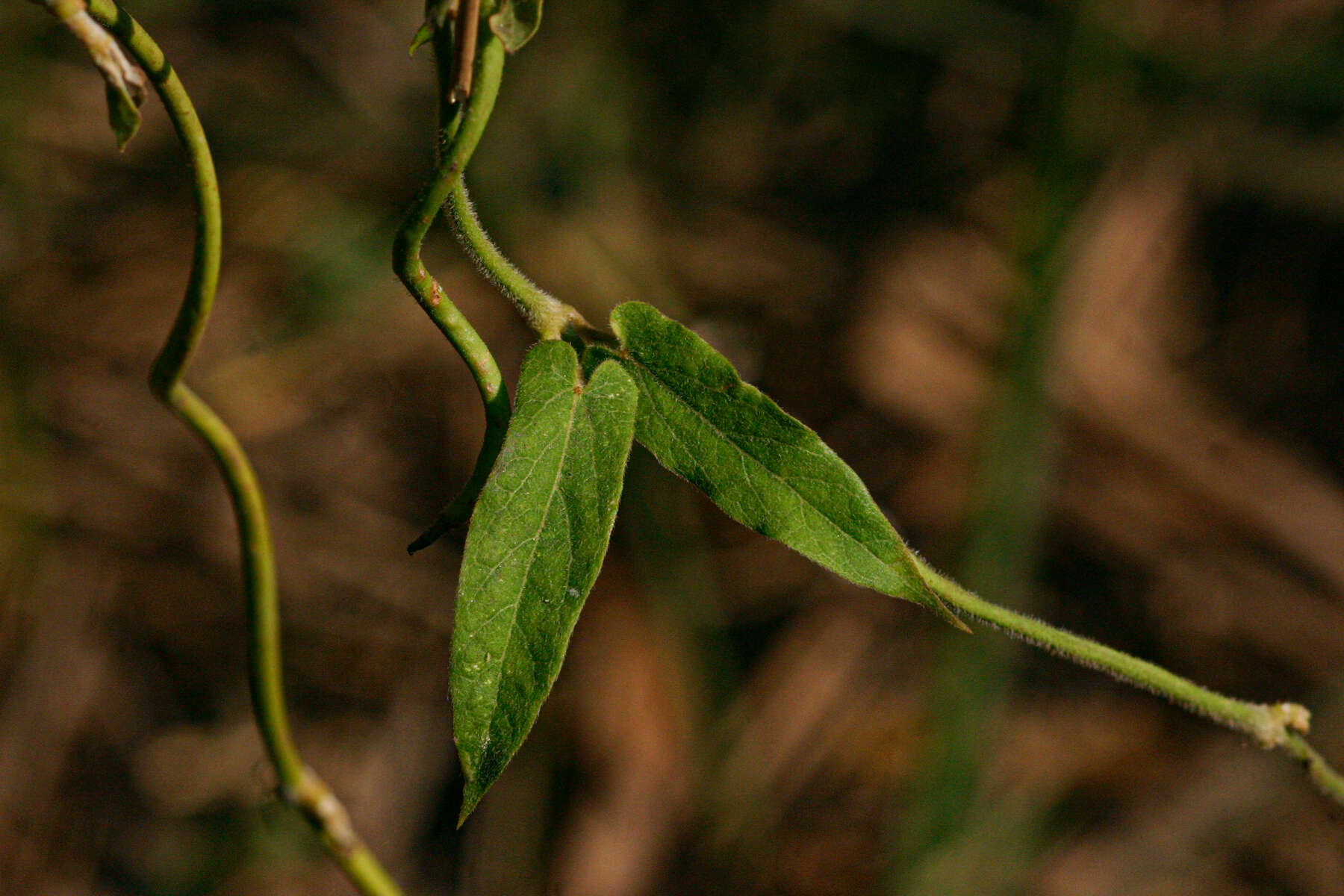Image of Cynanchum schistoglossum Schltr.