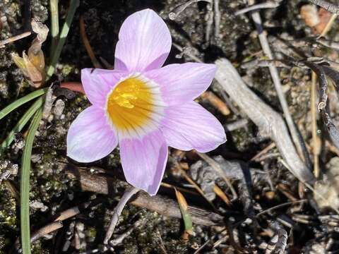 Image of Romulea fibrosa M. P. de Vos