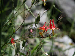 Image of western columbine