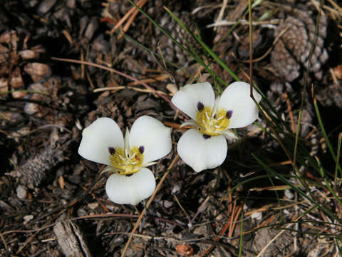 Calochortus leichtlinii Hook. fil. resmi