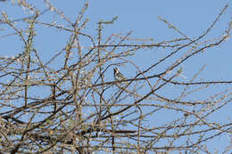 Image of Black-throated Barbet