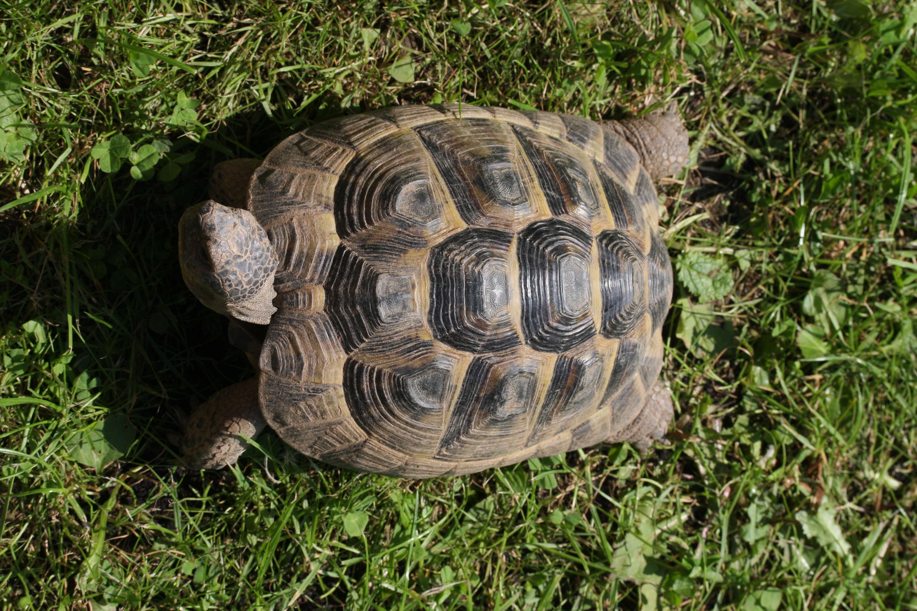 Imagem de testudo graeca