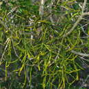 Image of Dendrophthora remotiflora Urb.