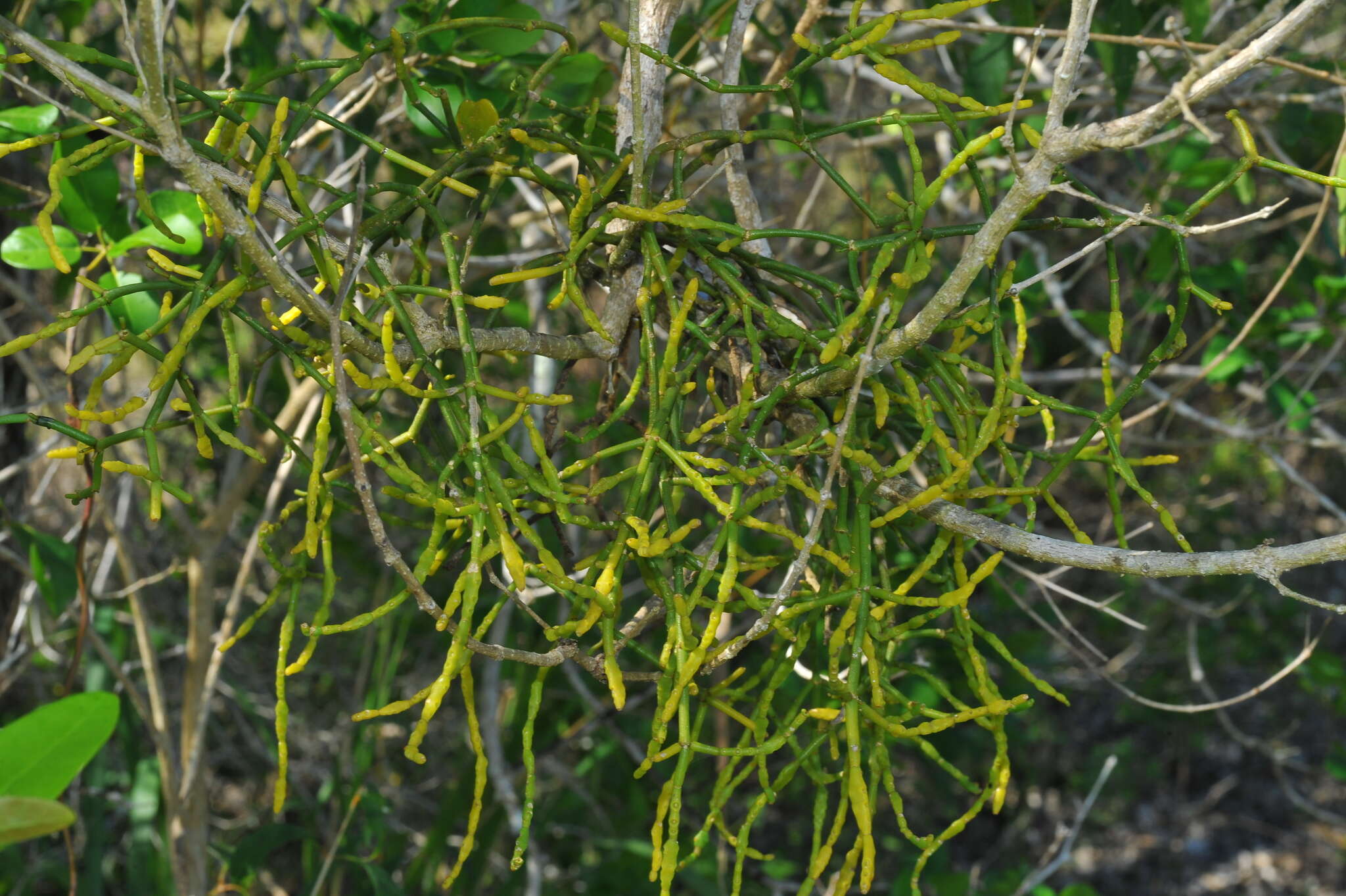 Image of Dendrophthora remotiflora Urb.