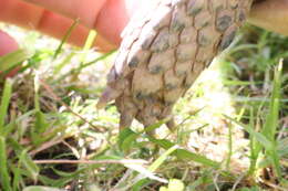 Image of Common Tortoise