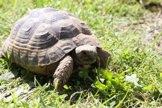 Imagem de testudo graeca