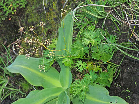 Image of Dracosciadium saniculifolium O. M. Hilliard & B. L. Burtt