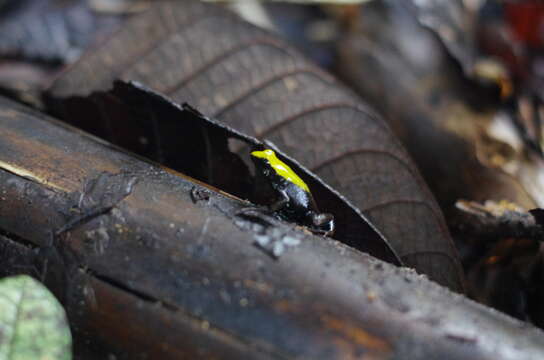 Image of Arboreal Mantella