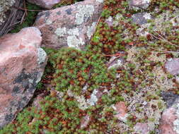 Image of juniper polytrichum moss