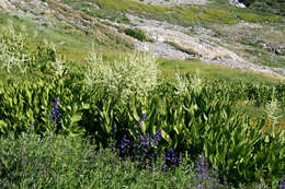 صورة Veratrum californicum Durand